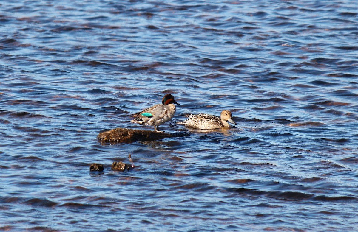 Green-winged Teal - ML62174791