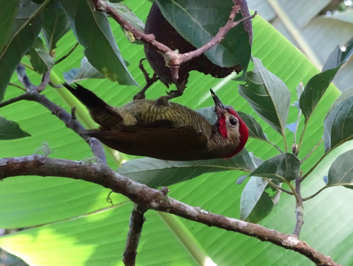 Golden-olive Woodpecker - ML62175301