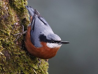  - Chestnut-bellied Nuthatch