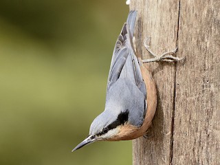  - Chestnut-bellied Nuthatch
