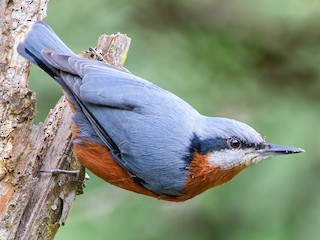  - Chestnut-bellied Nuthatch