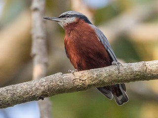 チャバラゴジュウカラ - eBird