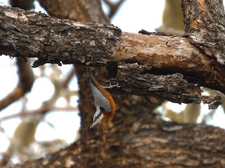 チャバラゴジュウカラ - eBird