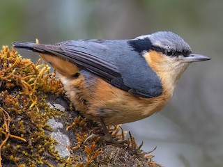  - Chris Venetz | Ornis Birding Expeditions - ML621763295