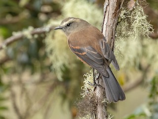  - Brown-backed Chat-Tyrant