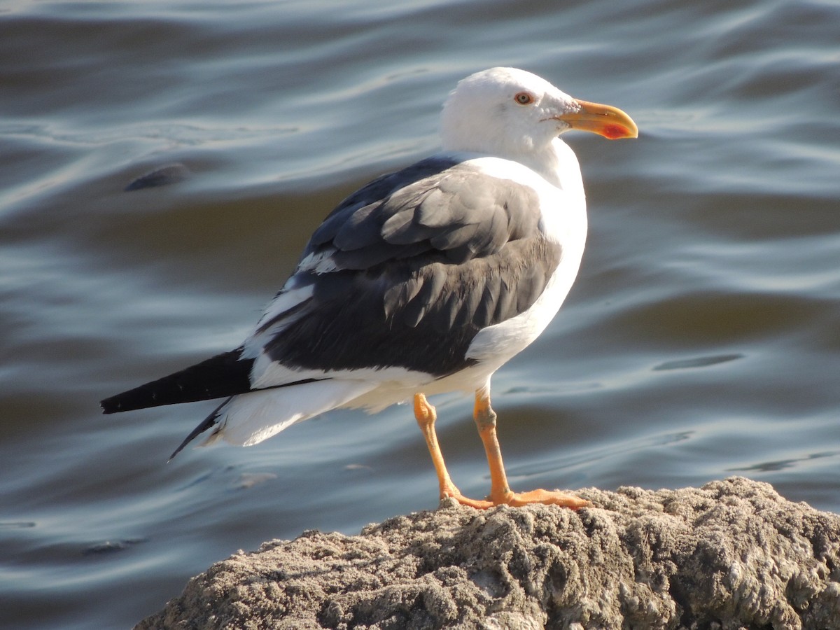 Yellow-footed Gull - ML62177181