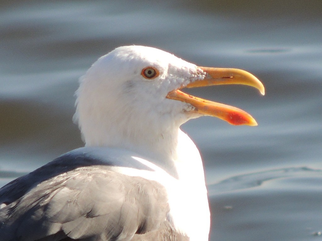 Yellow-footed Gull - ML62177191
