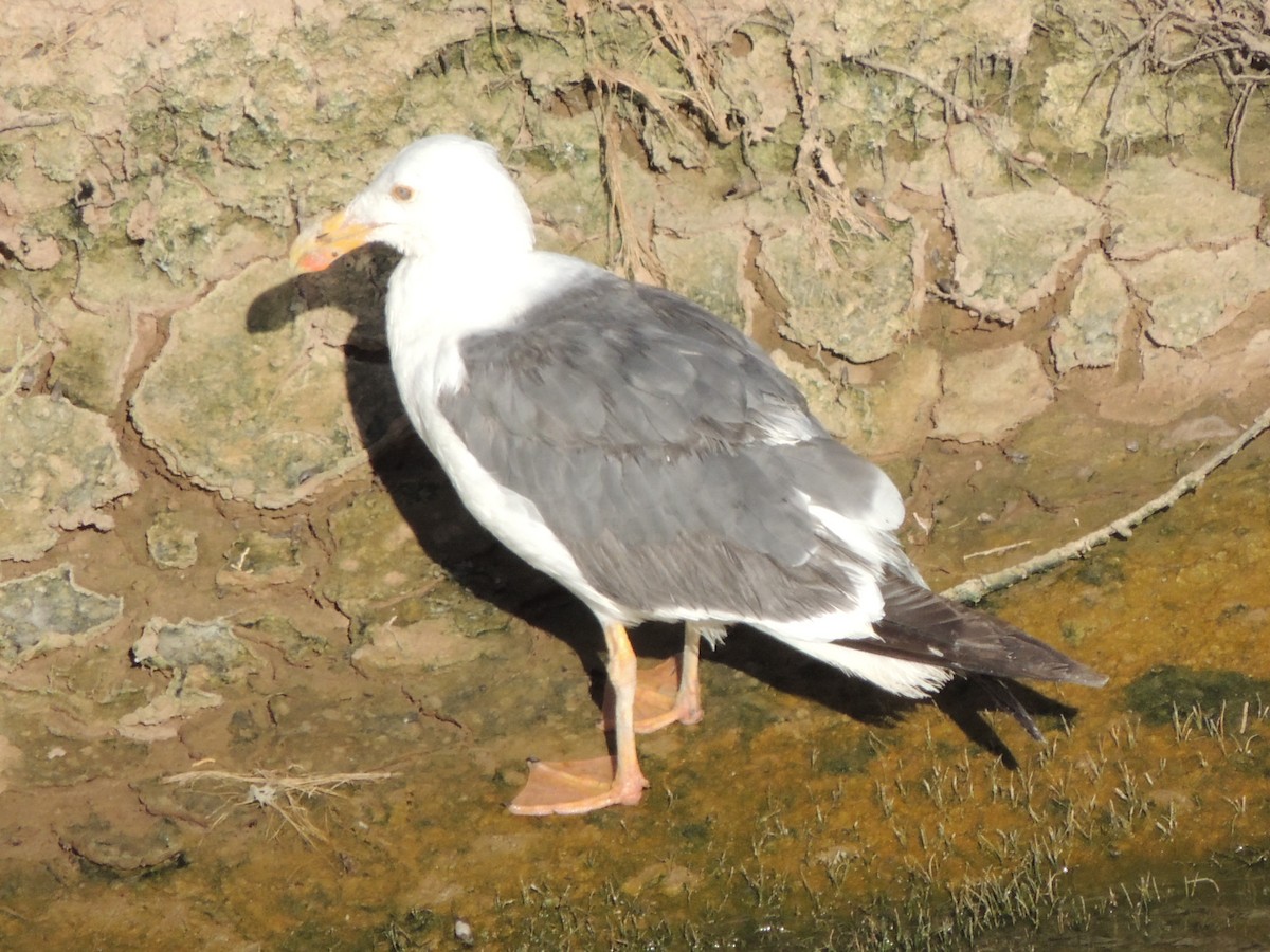 Yellow-footed Gull - ML62177201