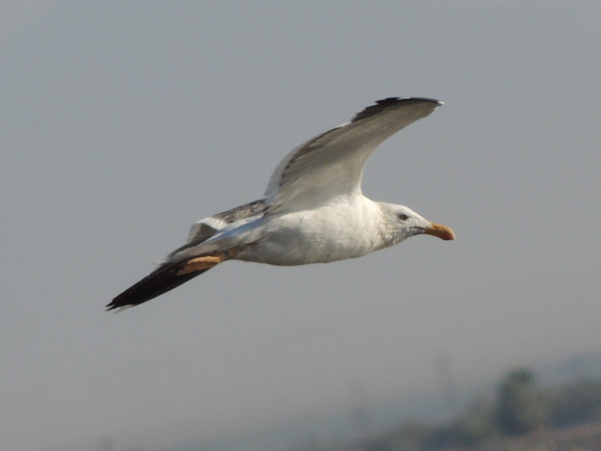 Yellow-footed Gull - ML62177221