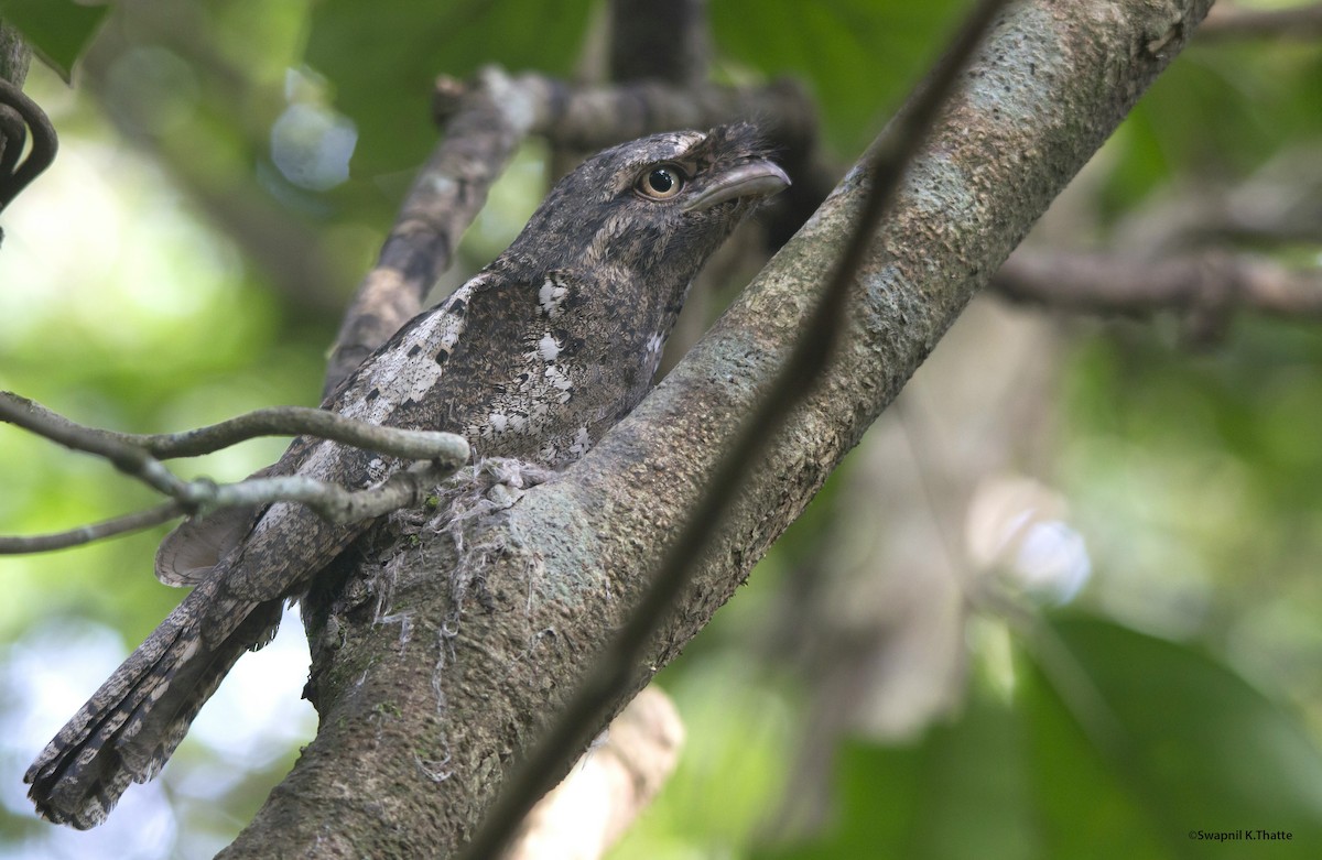 Sri Lanka Frogmouth - Swapnil Thatte