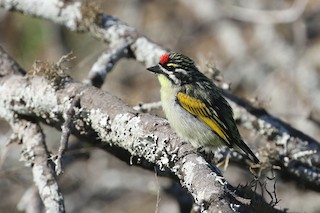  - Red-fronted Tinkerbird