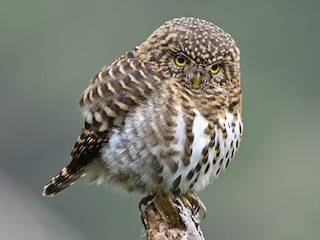 Collared Owlet - eBird
