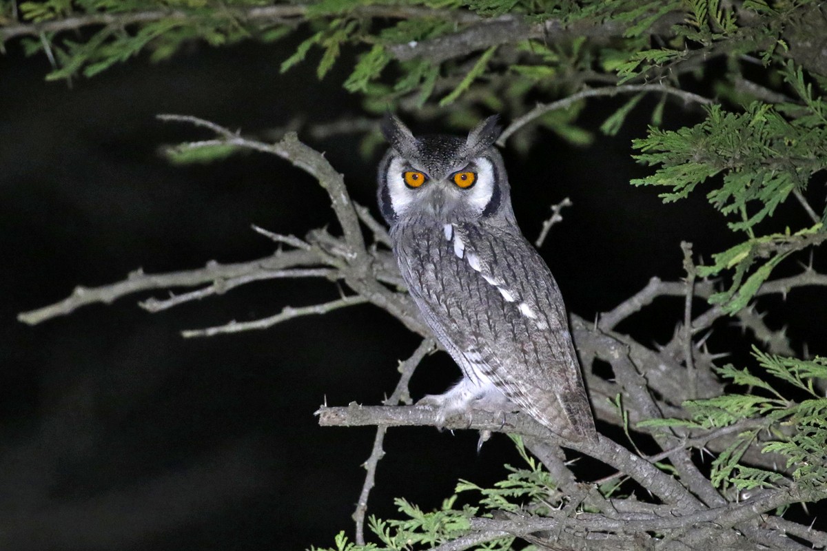 Southern White-faced Owl - ML62178491