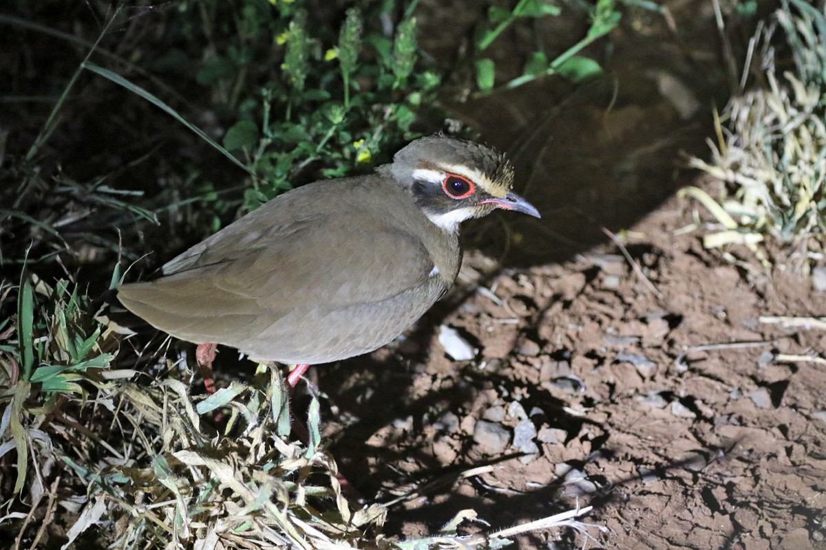 Bronze-winged Courser - Charley Hesse TROPICAL BIRDING