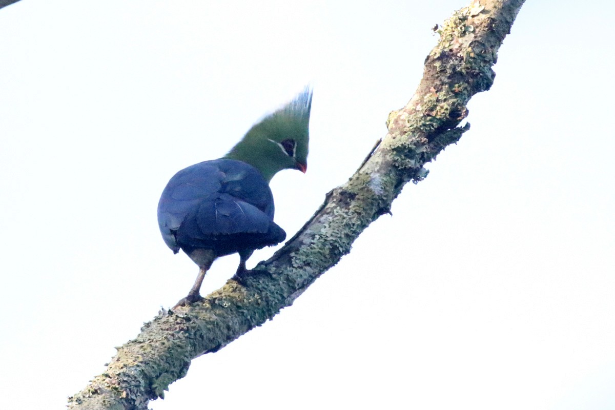 Livingstone's Turaco - Charley Hesse TROPICAL BIRDING
