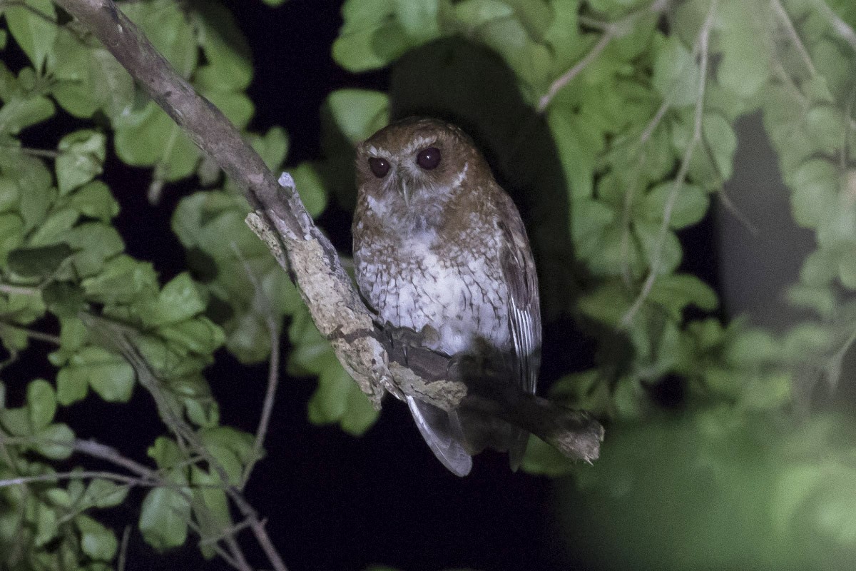 Puerto Rican Owl - ML62179191