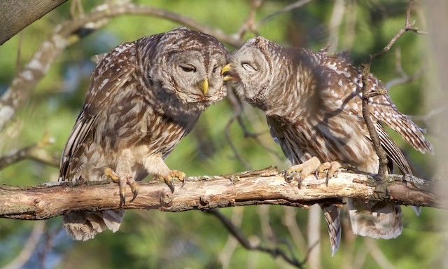 Behavior - Barred Owl - Strix varia - Birds of the World