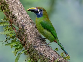  - Northern Emerald-Toucanet