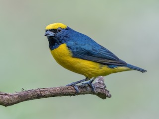 Yellow-crowned Euphonia - Euphonia luteicapilla - Birds of the World