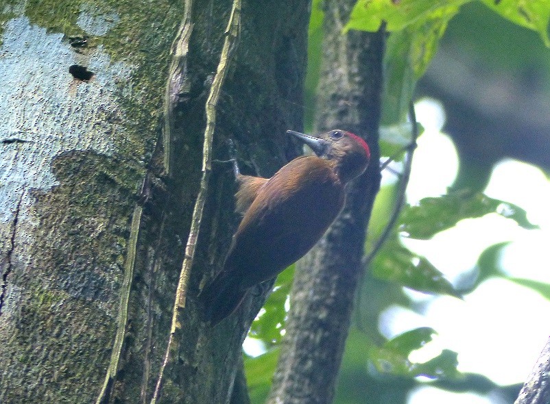 Smoky-brown Woodpecker - ML62179661