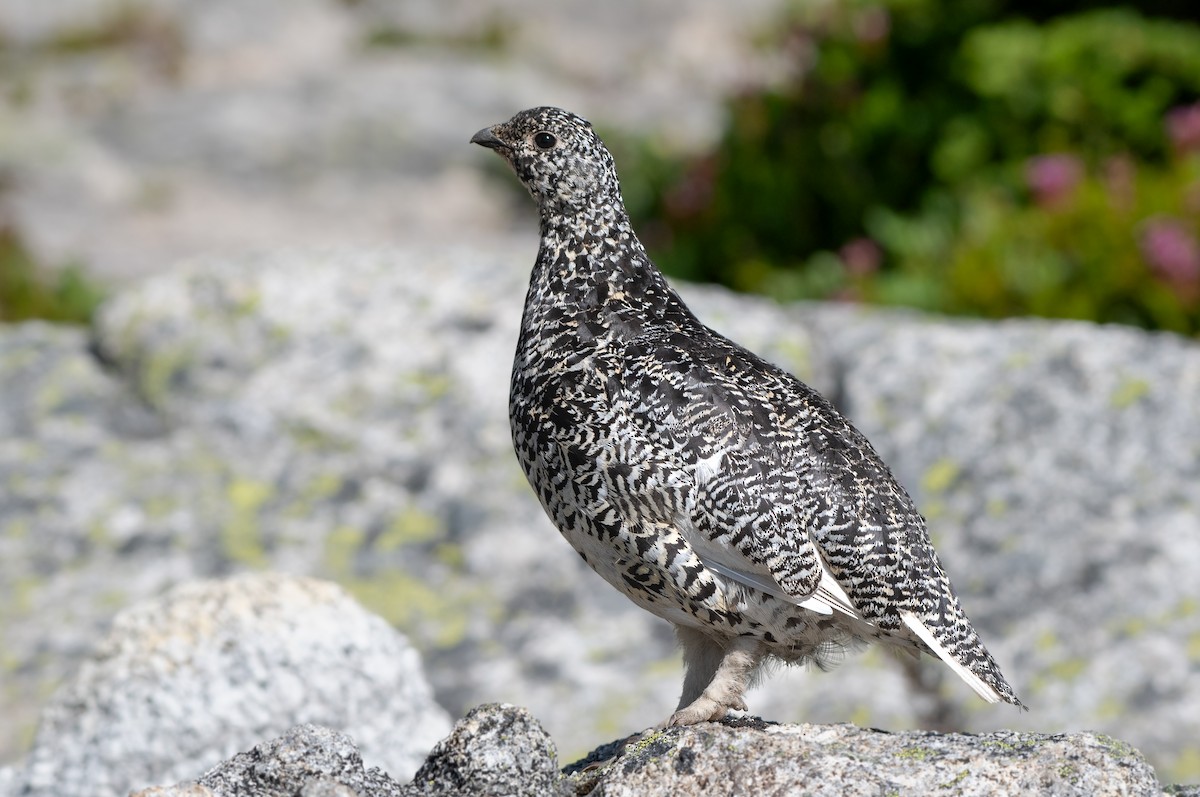 White-tailed Ptarmigan at Flatiron Lake and Mountain by Chris McDonald