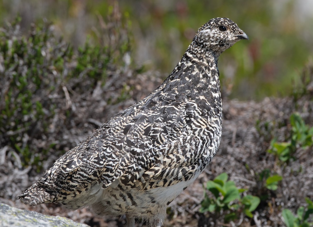 White-tailed Ptarmigan at Flatiron Lake and Mountain by Chris McDonald