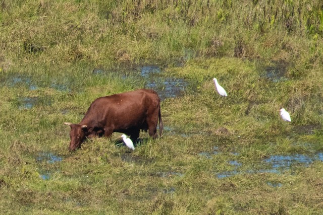 Eastern Cattle Egret