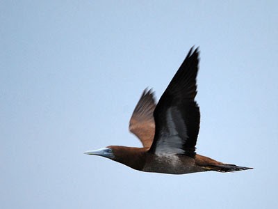 Brown Booby - ML62182111