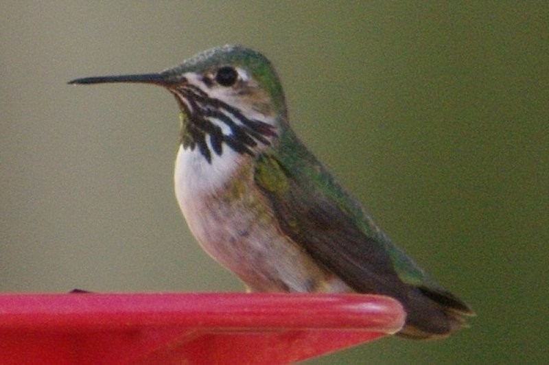 Calliope Hummingbird - Pat Goltz