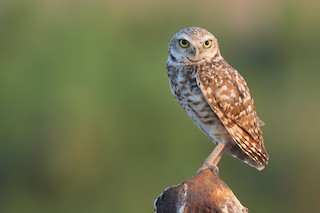 Burrowing Owl