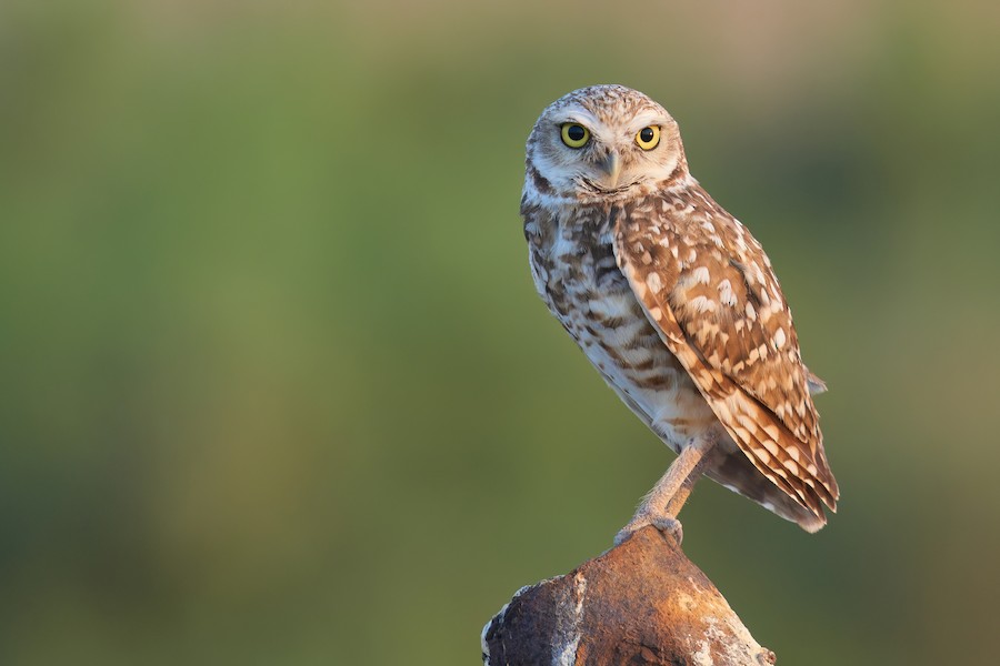 Burrowing Owl