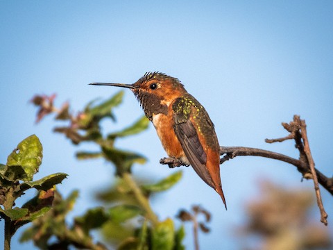 Allen's Hummingbird - James Kendall