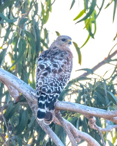 Red-shouldered Hawk - James Kendall