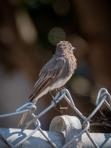 Black Phoebe - James Kendall