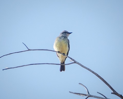 Western Kingbird - James Kendall