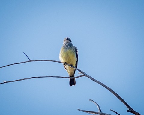 Western Kingbird - James Kendall