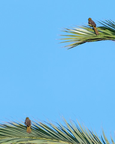 Hooded Oriole - James Kendall