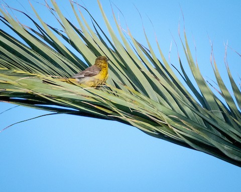 Hooded Oriole - James Kendall