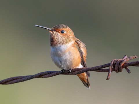 Allen's Hummingbird - James Kendall