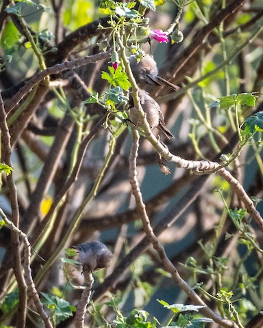 Bushtit - James Kendall