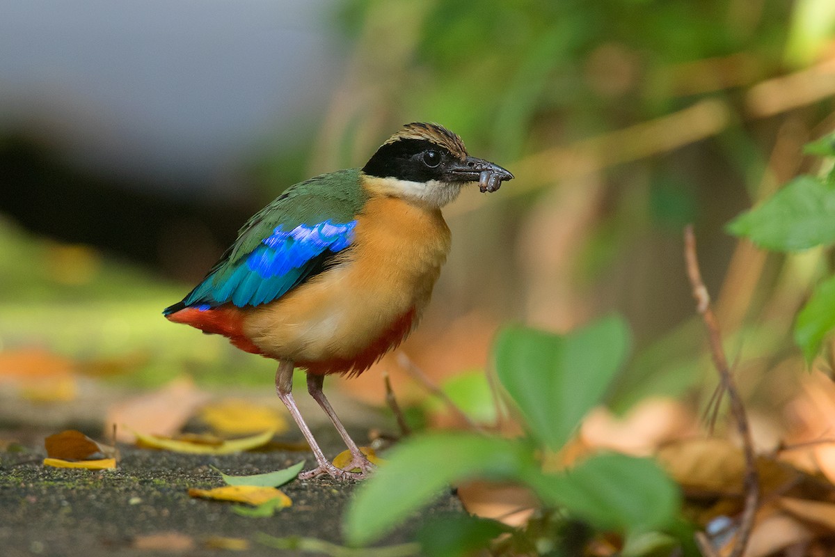 Blue-winged Pitta - Ayuwat Jearwattanakanok