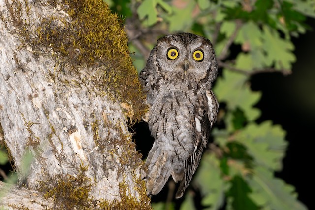 Western Screech-Owl