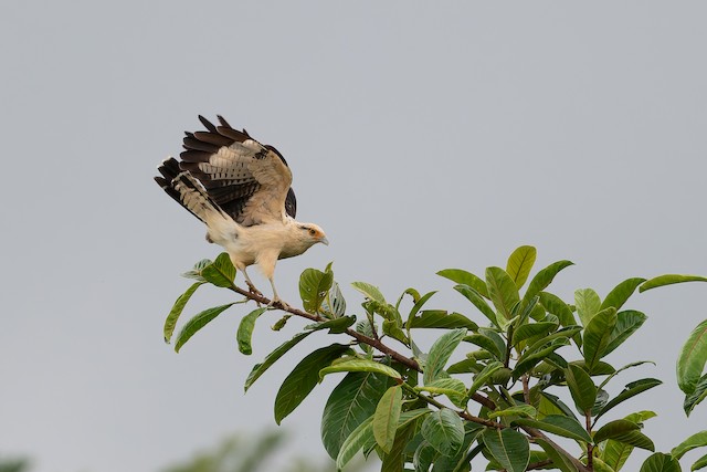 Yellow-headed Caracara