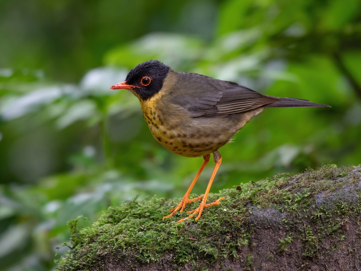 Yellow-throated Nightingale-Thrush - Catharus dryas - Birds of the World