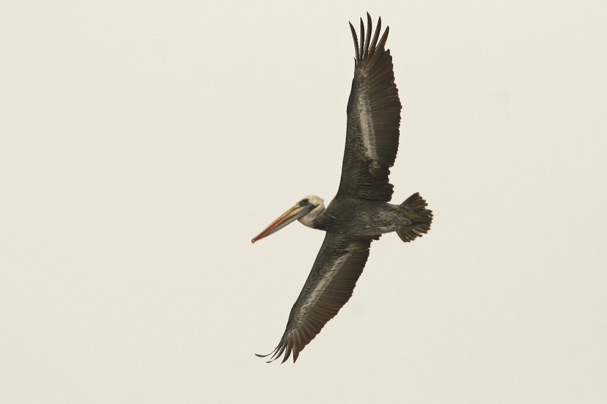 Peruvian Pelican - Oscar Johnson