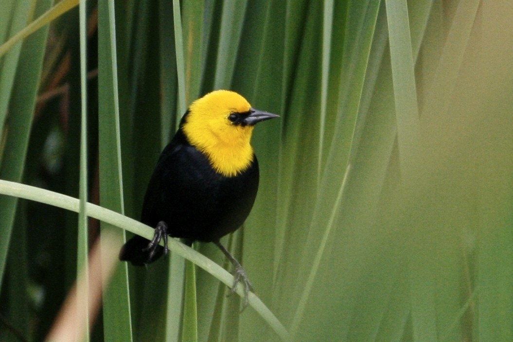 Yellow-hooded Blackbird - Oscar Johnson