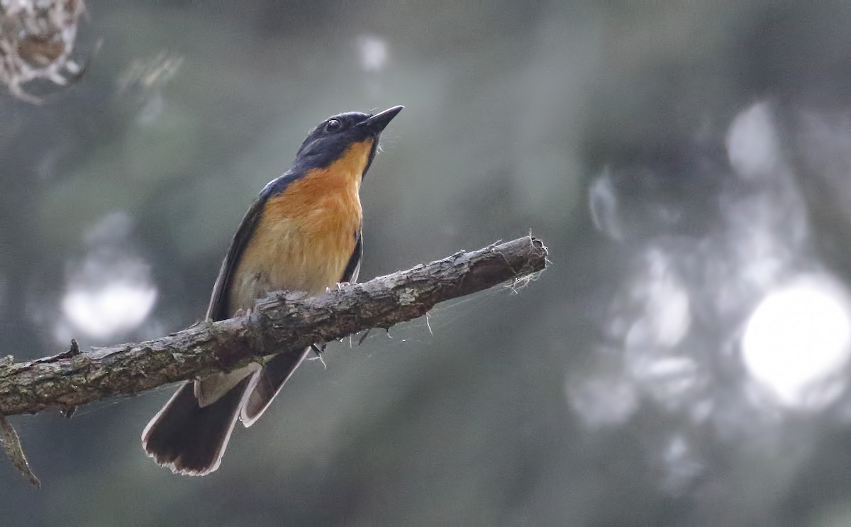 Chinese Blue Flycatcher - Dave Curtis