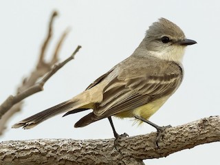 Chapada Flycatcher - eBird