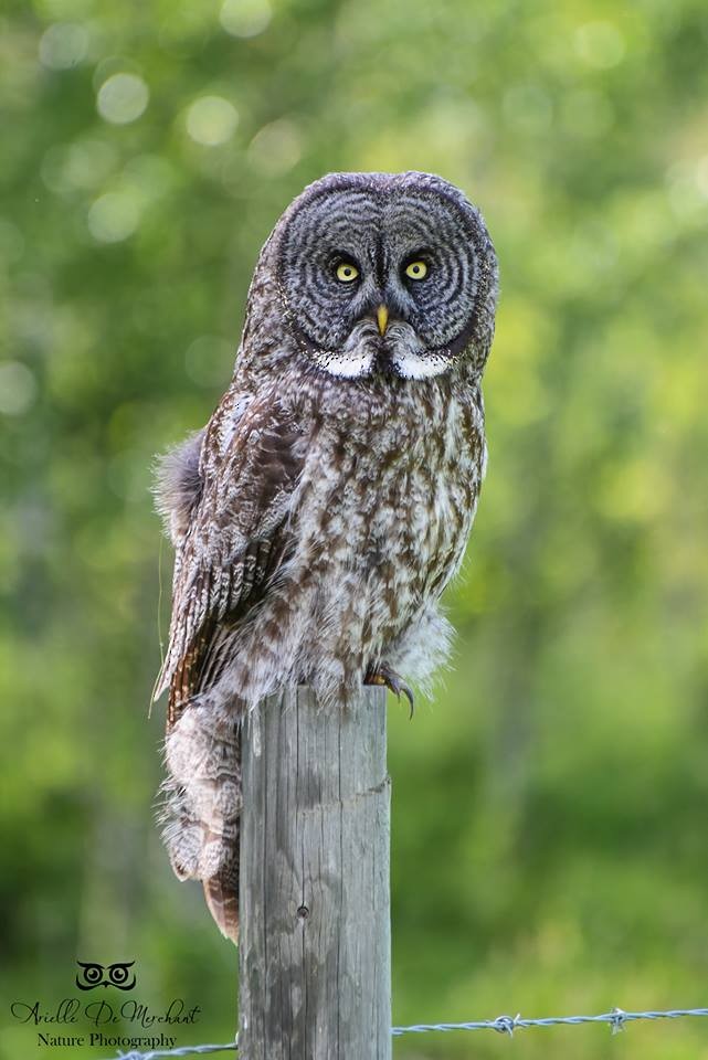 Great Gray Owl - ML62191631