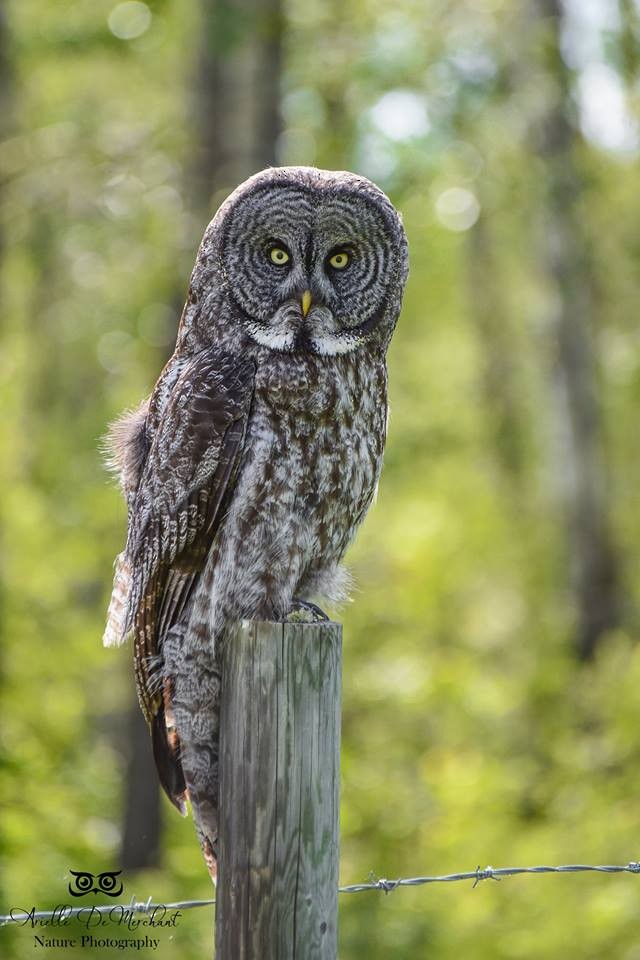 Great Gray Owl - ML62191641